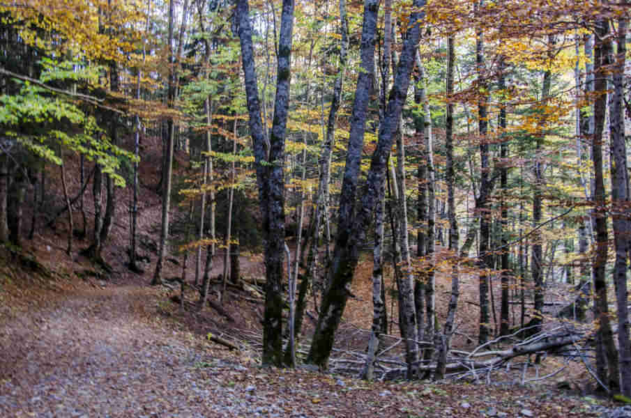 Huesca - parque nacional de Ordesa y Monte Perdido - valle de Ordesa 42 - bosque de hayas.jpg